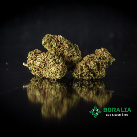 AMNESIA CBD BORALIA