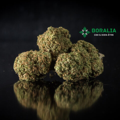 BISCOTTI CBD INDOOR