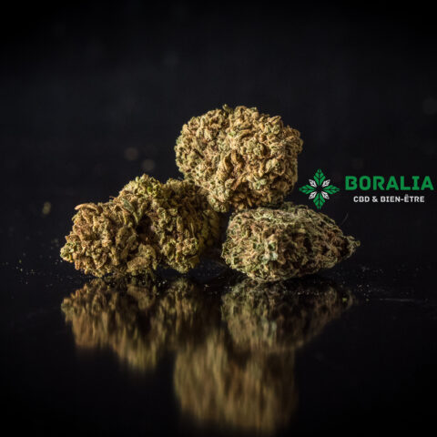 Swiss Cheese CBD GREENHOUSE BORALIA