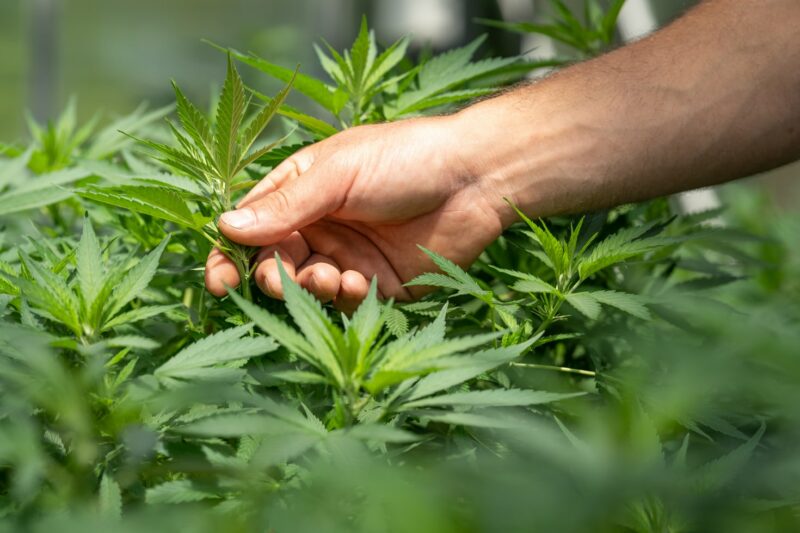 Cannabis CBD Intro Article