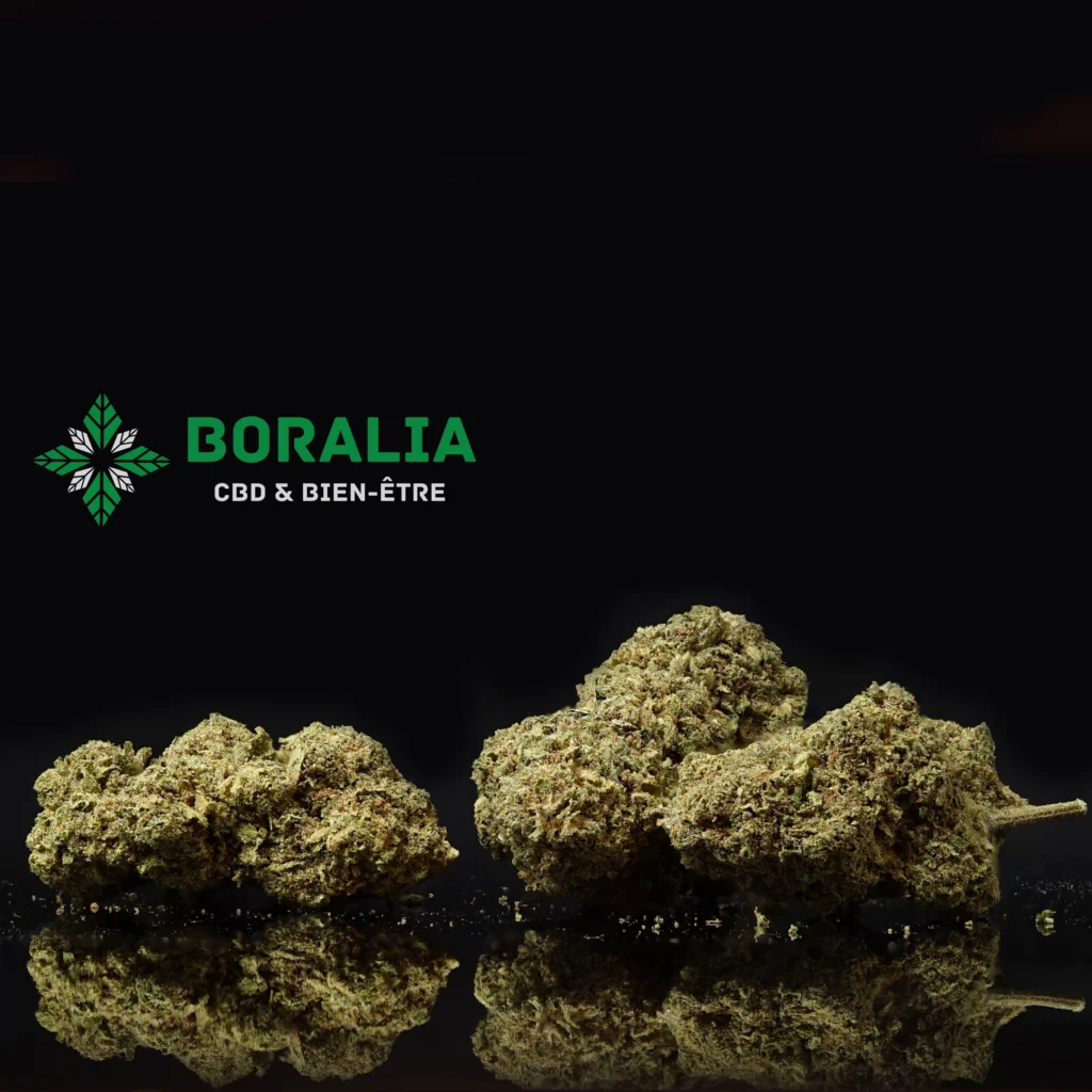 Alien Cookie CBD Greenhouse