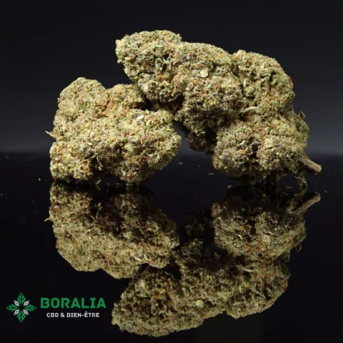 MASTER KUSH THCP 5%
